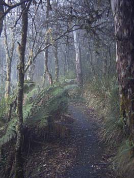 Misty Walk